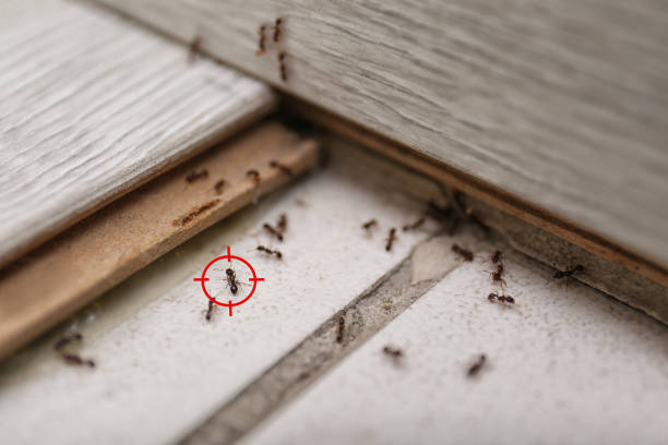 Best Pest Prevention Services  in Westover, WV