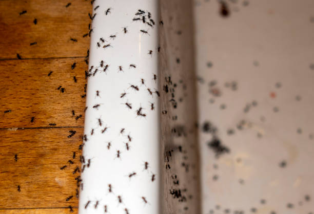 Best Pest Prevention Services  in Westover, WV